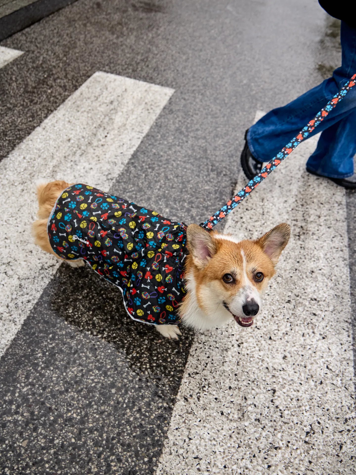 dog-raincoat-hearts-paws-f9/f97446ae8797b3f0cd2c9433fc782d9f7d4ecb19